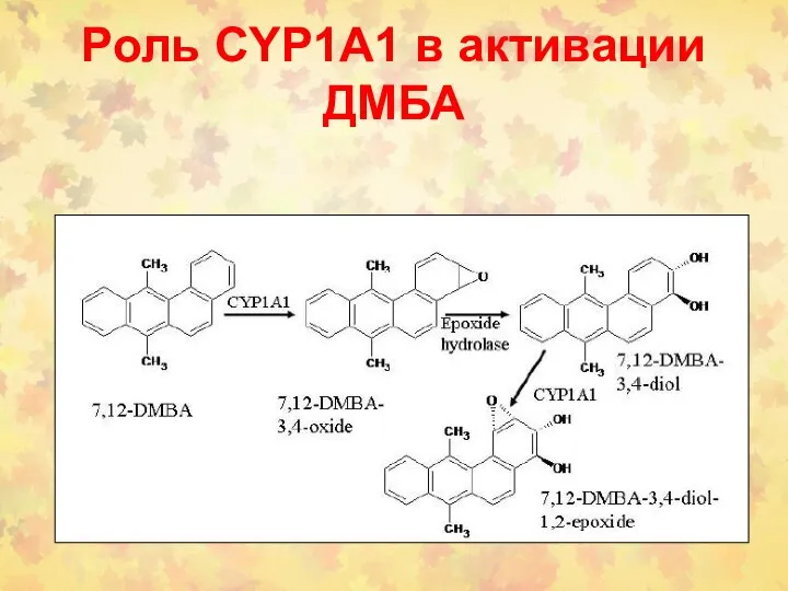 Роль CYP1A1 в активации ДМБА