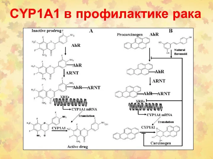 CYP1A1 в профилактике рака