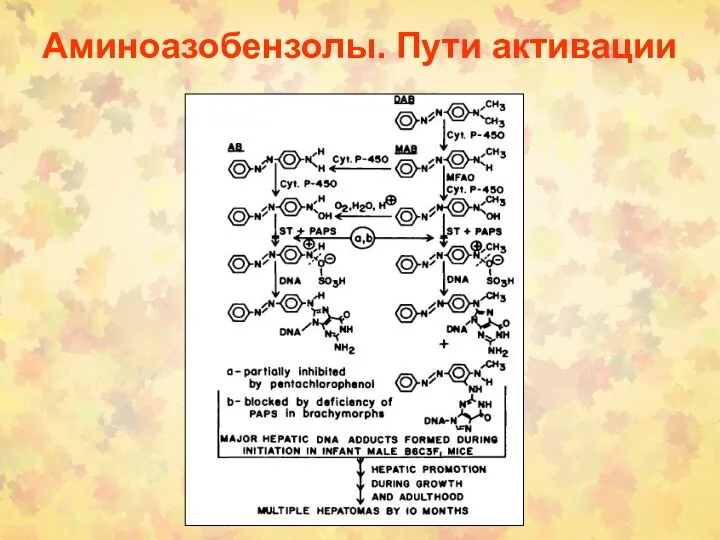 Аминоазобензолы. Пути активации