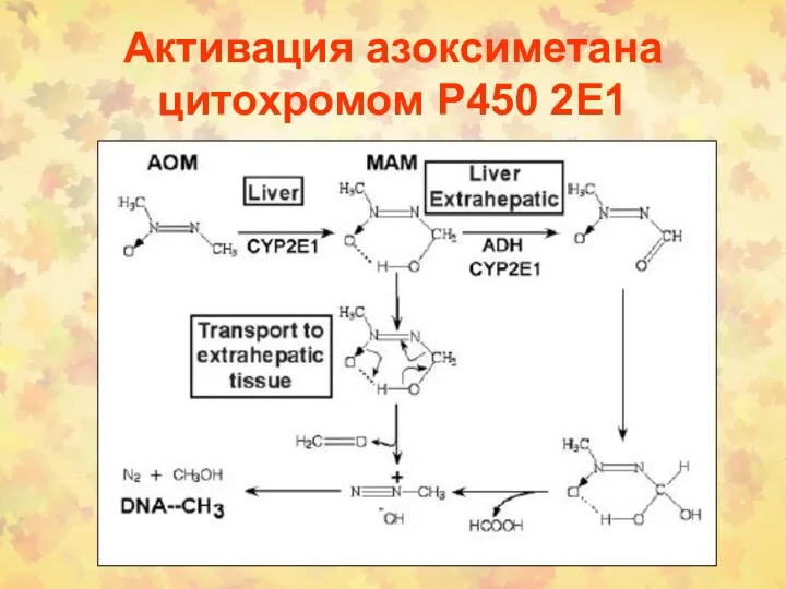 Активация азоксиметана цитохромом Р450 2Е1