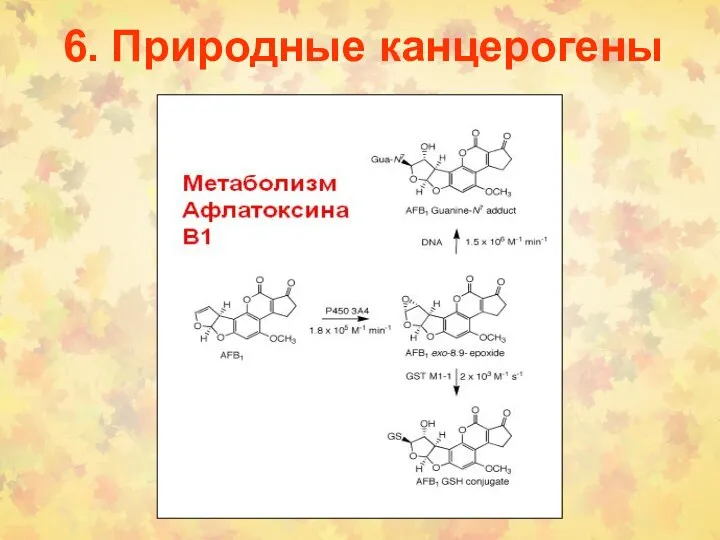 6. Природные канцерогены