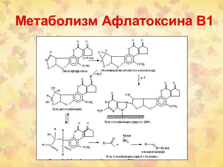 Метаболизм Афлатоксина В1