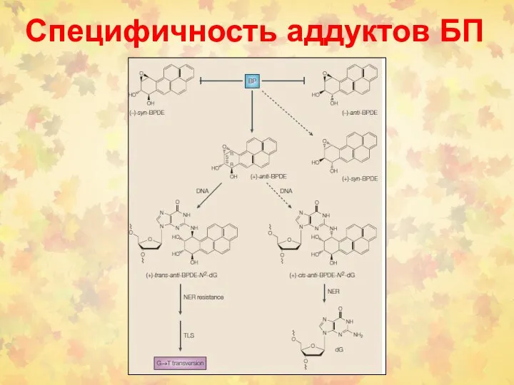 Специфичность аддуктов БП