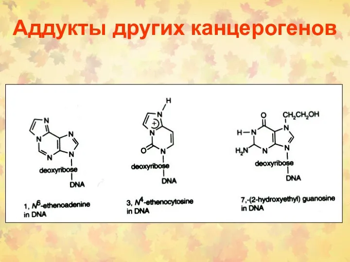 Аддукты других канцерогенов