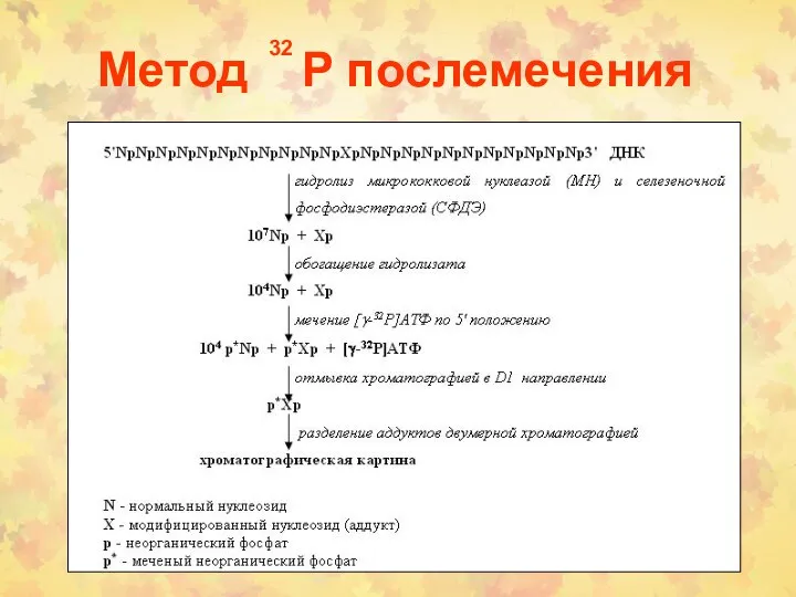 Метод P послемечения 32