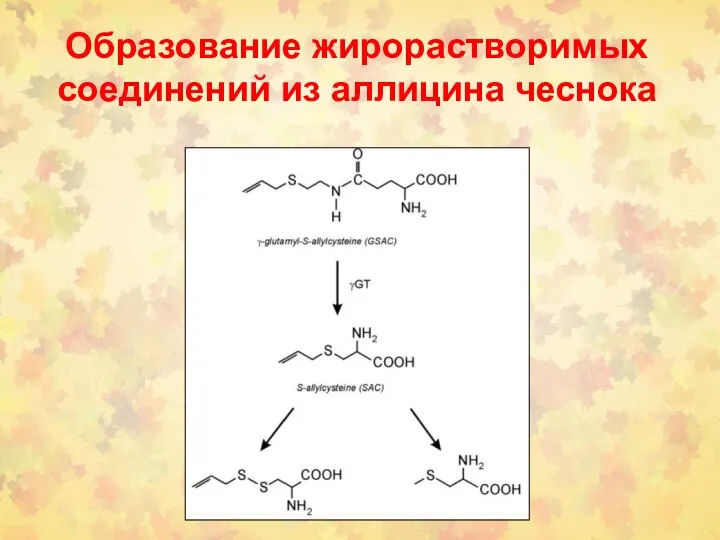 Образование жирорастворимых соединений из аллицина чеснока