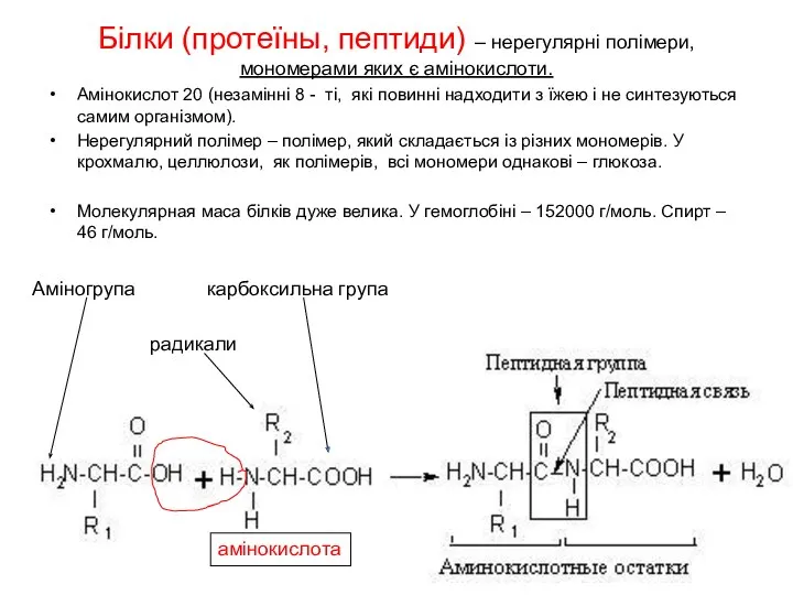 Білки (протеїны, пептиди) – нерегулярні полімери, мономерами яких є амінокислоти. Амінокислот