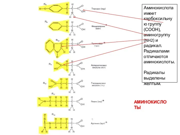 Аминокислота имеет карбоксильную группу (СООН), аминогруппу (NH2) и радикал. Радикалами отличаются аминокислоты. Радикалы выделены желтым. АМИНОКИСЛОТЫ