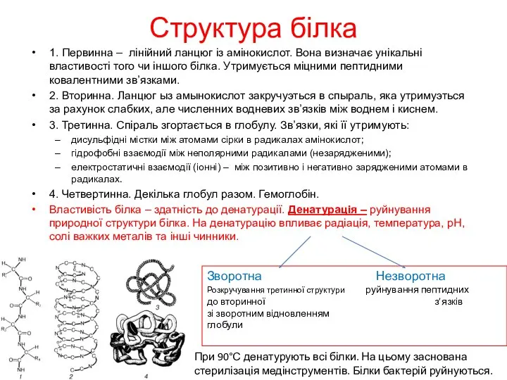 Структура білка 1. Первинна – лінійний ланцюг із амінокислот. Вона визначає