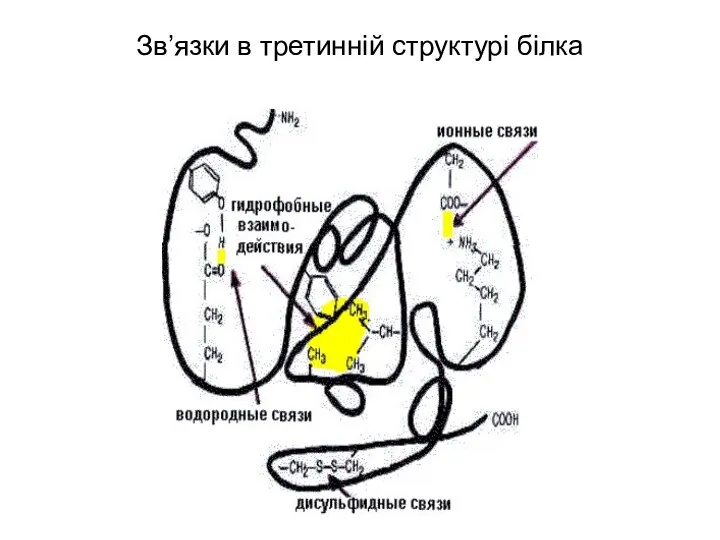 Зв’язки в третинній структурі білка