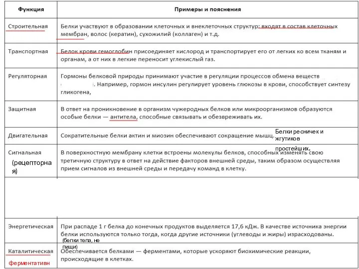 ферментативная (рецепторная) (белки тела, не пищи) Блл Белки ресничек и жгутиков простейших.