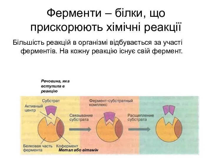 Ферменти – білки, що прискорюють хімічні реакції Більшість реакцій в організмі