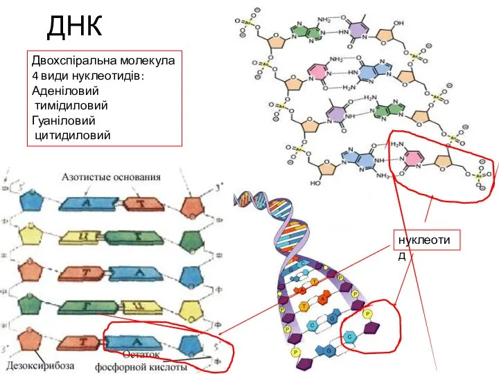 ДНК Двохспіральна молекула 4 види нуклеотидів: Аденіловий тимідиловий Гуаніловий цитидиловий нуклеотид