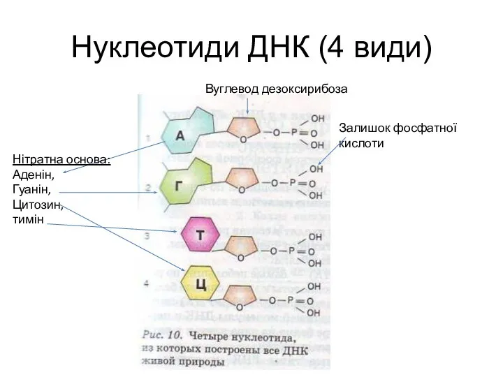 Нуклеотиди ДНК (4 види) Нітратна основа: Аденін, Гуанін, Цитозин, тимін Вуглевод дезоксирибоза Залишок фосфатної кислоти