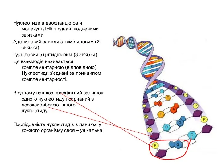 Нуклеотиди в двохланцюговій молекулі ДНК з’єднані водневими зв’язками Адениловий завжди з