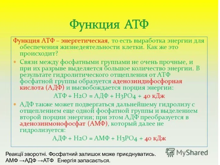 Реакції зворотні. Фосфатний залишок може приєднуватись. АМФ →АДФ →АТФ Енергія запасається.