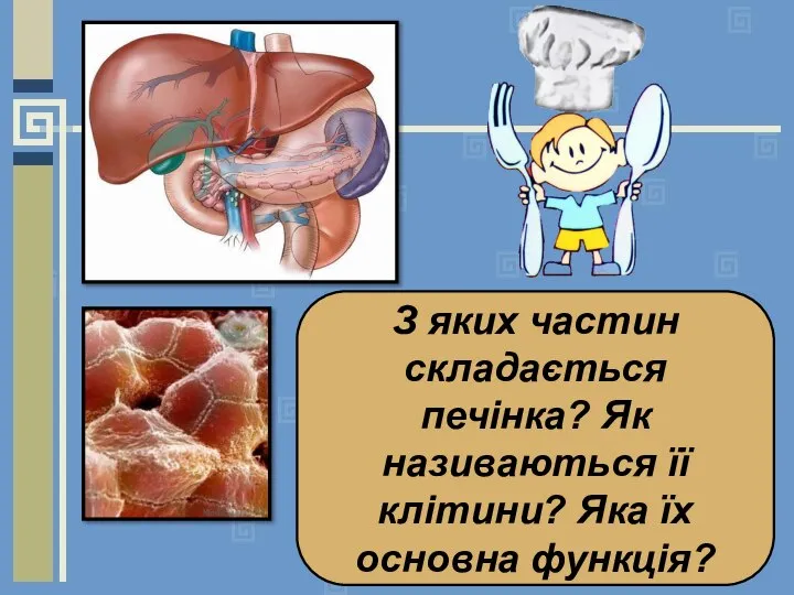 З яких частин складається печінка? Як називаються її клітини? Яка їх основна функція?