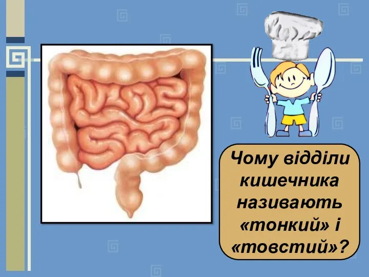 Чому відділи кишечника називають «тонкий» і «товстий»?