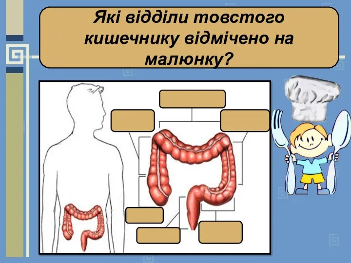 Які відділи товстого кишечнику відмічено на малюнку?