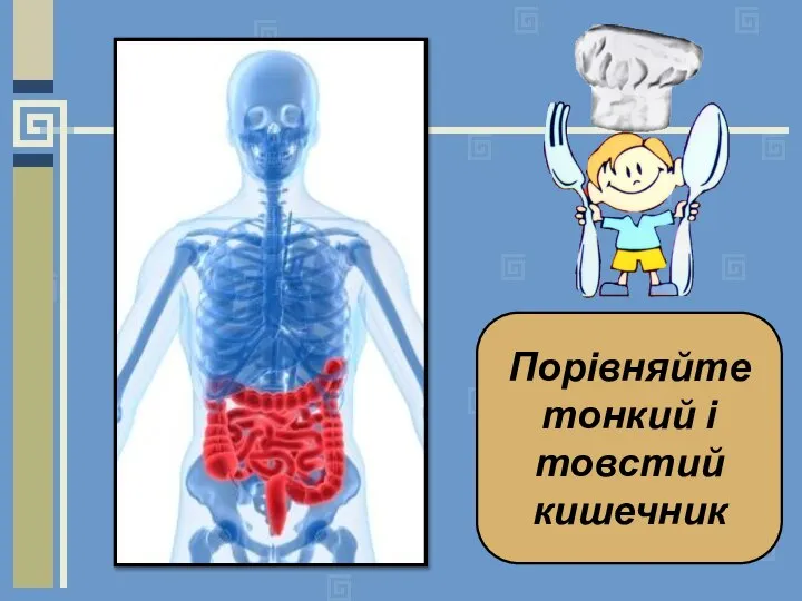 Порівняйте тонкий і товстий кишечник