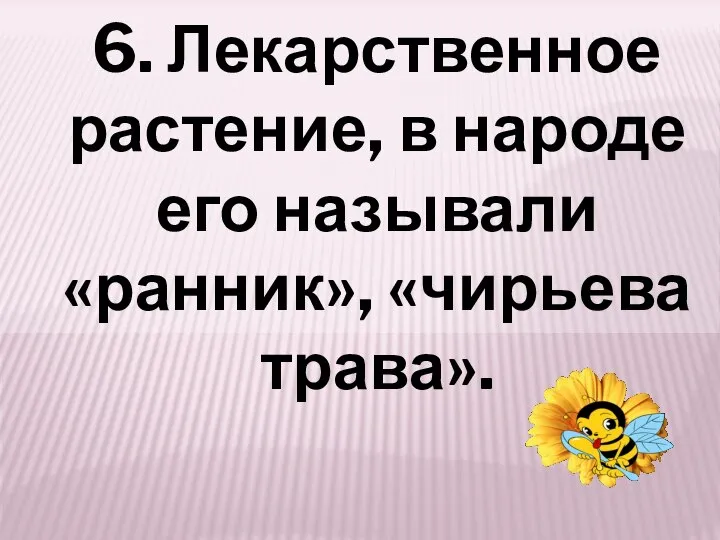 6. Лекарственное растение, в народе его называли «ранник», «чирьева трава».