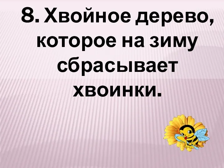 8. Хвойное дерево, которое на зиму сбрасывает хвоинки.