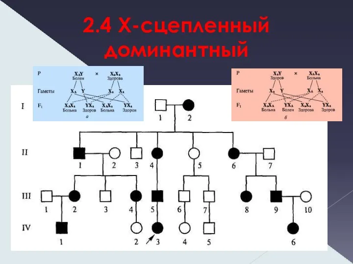 2.4 X-сцепленный доминантный