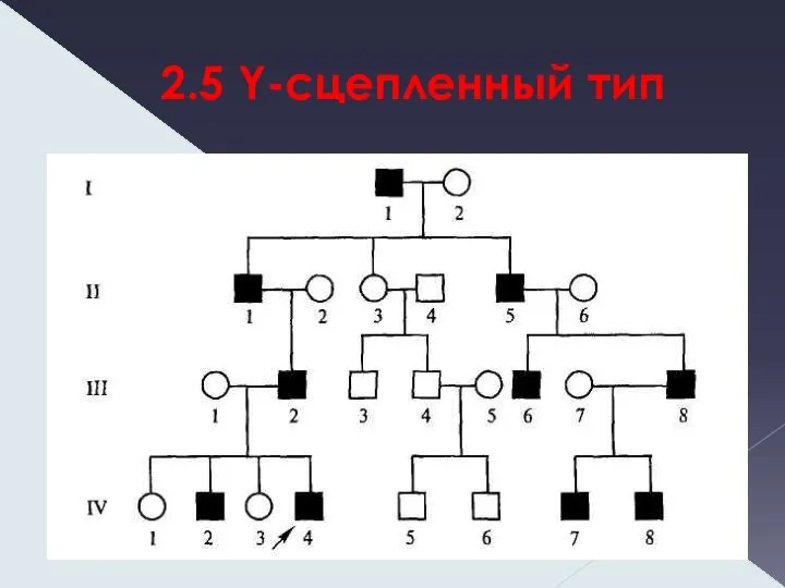 2.5 Y-сцепленный тип