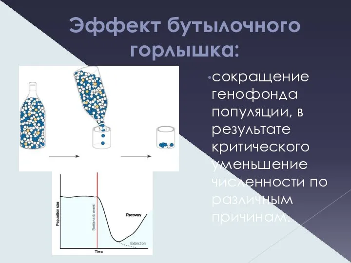 Эффект бутылочного горлышка: сокращение генофонда популяции, в результате критического уменьшение численности по различным причинам.