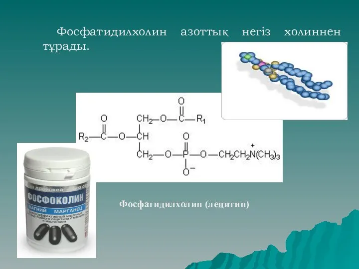 Фосфатидилхолин азоттық негіз холиннен тұрады. Фосфатидилхолин (лецитин)