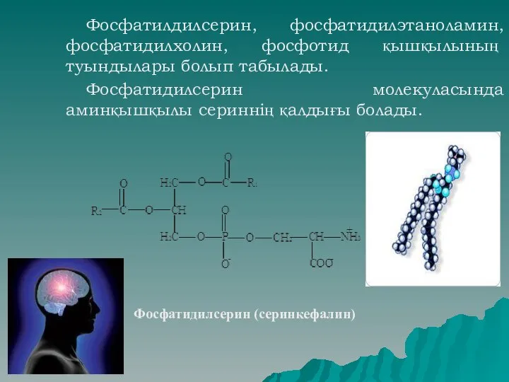 Фосфатилдилсерин, фосфатидилэтаноламин, фосфатидилхолин, фосфотид қышқылының туындылары болып табылады. Фосфатидилсерин молекуласында аминқышқылы сериннің қалдығы болады. Фосфатидилсерин (серинкефалин)