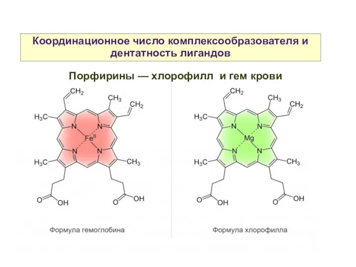 Координационное число комплексообразователя и дентатность лигандов Порфирины — хлорофилл и гем крови