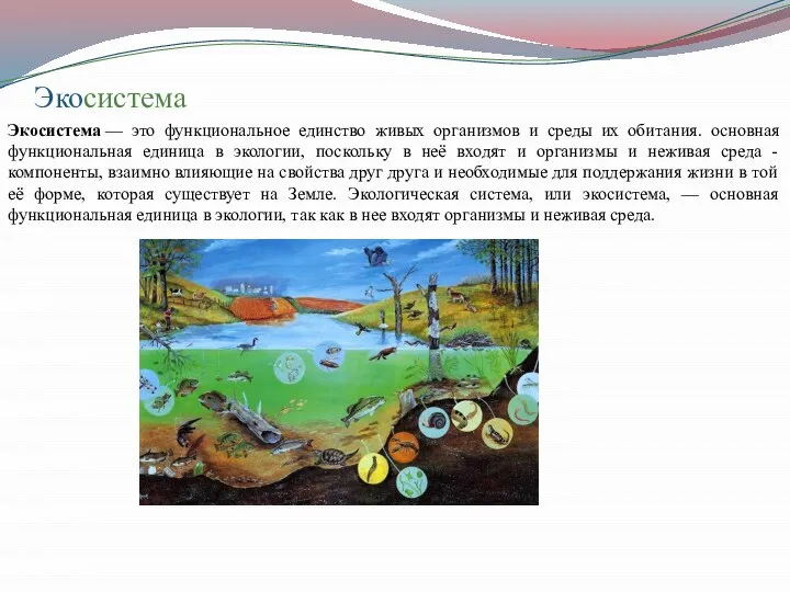 Экосистема Экосистема — это функциональное единство живых организмов и среды их
