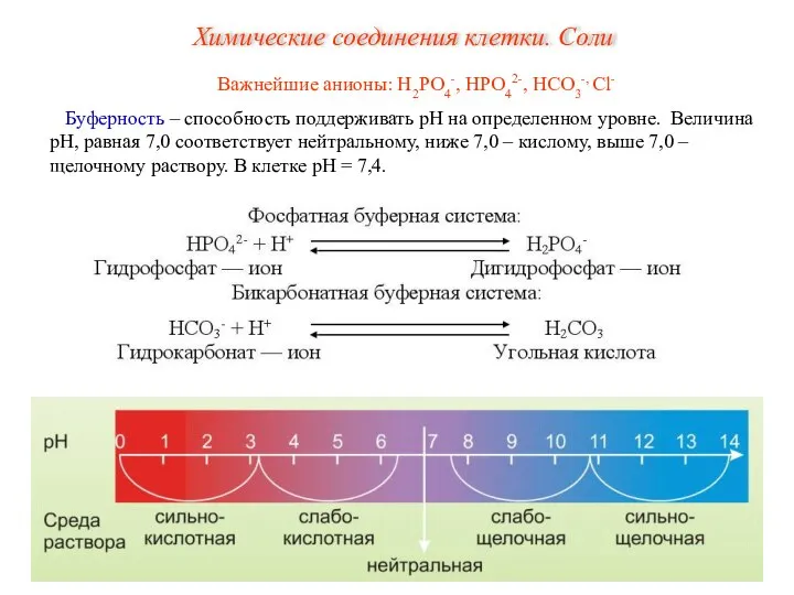 Важнейшие анионы: Н2РО4-, НРО42-, НСО3-, Сl- Буферность – способность поддерживать рН