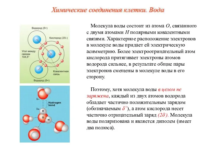 Молекула воды состоит из атома О, связанного с двумя атомами Н