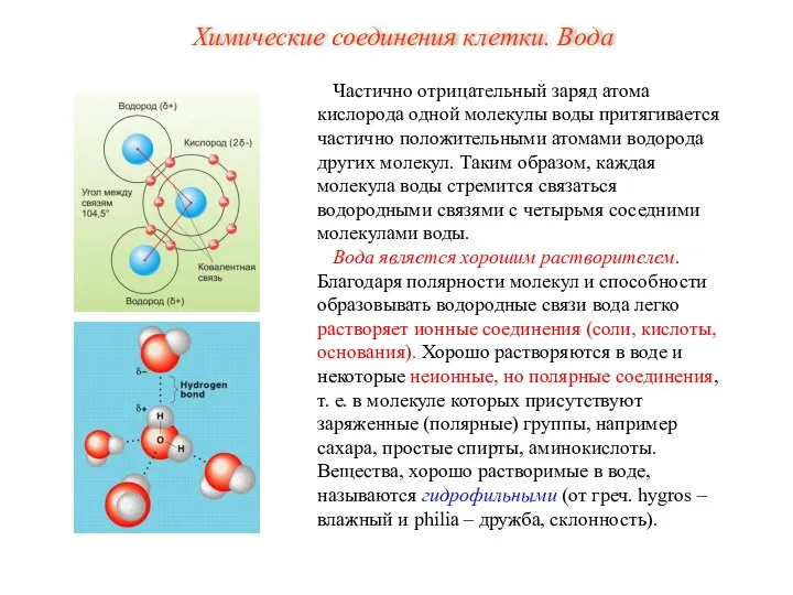 Частично отрицательный заряд атома кислорода одной молекулы воды притягивается частично положительными