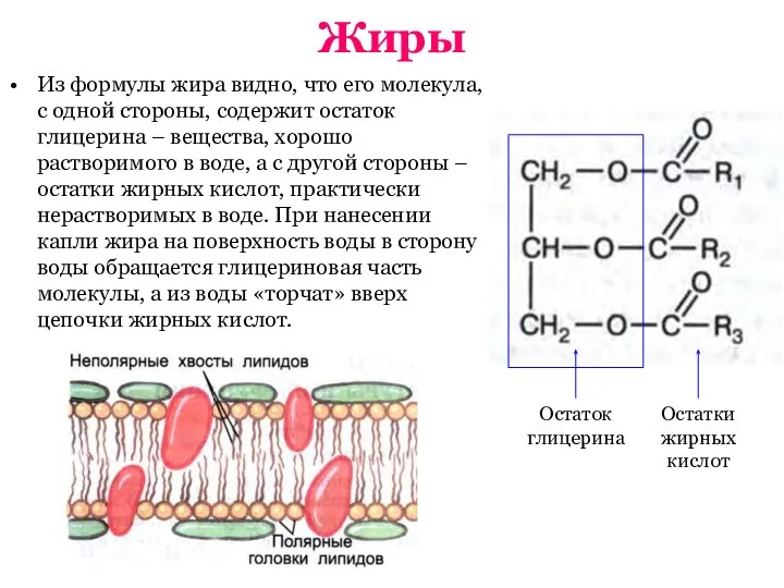 Жиры Из формулы жира видно, что его молекула, с одной стороны,