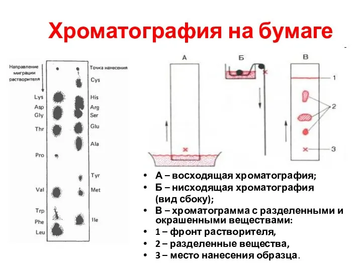 Хроматография на бумаге А – восходящая хроматография; Б – нисходящая хроматография