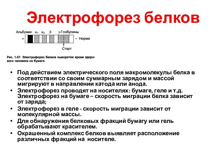 Электрофорез белков Под действием электрического поля макромолекулы белка в соответствии со