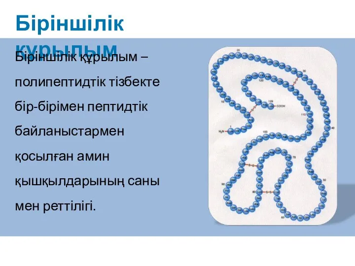 Біріншілік құрылым Біріншілік құрылым – полипептидтік тізбекте бір-бірімен пептидтік байланыстармен қосылған амин қышқылдарының саны мен реттілігі.