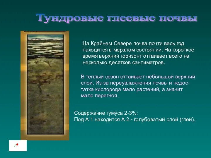 Тундровые глеевые почвы На Крайнем Севере почва почти весь год находится