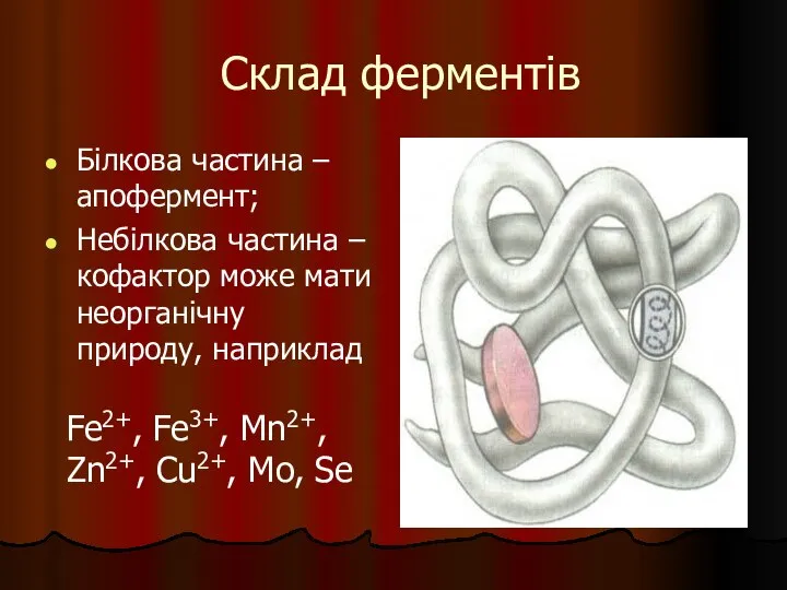 Склад ферментів Білкова частина – апофермент; Небілкова частина – кофактор може