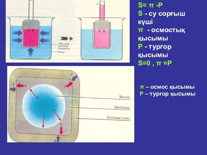 S= π -Р S - cу сорғыш күші π - осмостық