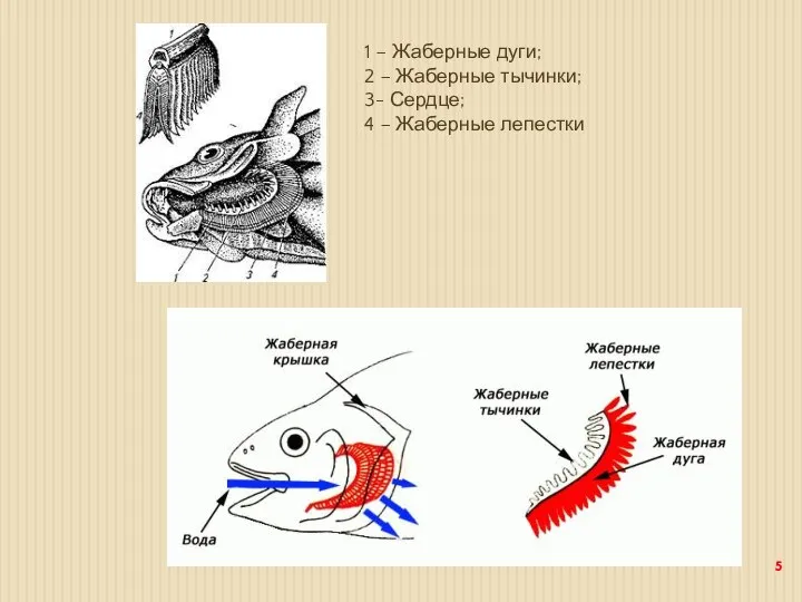 1 – Жаберные дуги; 2 – Жаберные тычинки; 3- Сердце; 4 – Жаберные лепестки