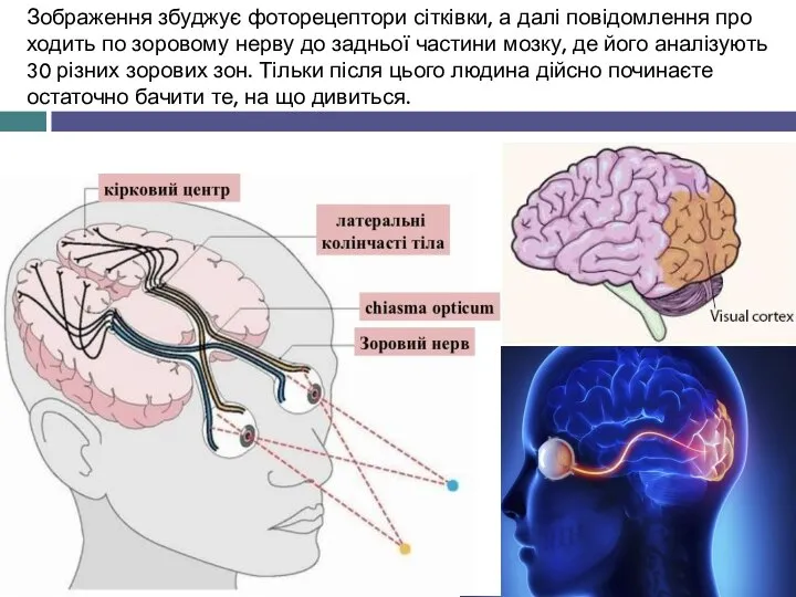 Зображення збуджує фоторецептори сітківки, а далі повідомлення про ходить по зоровому