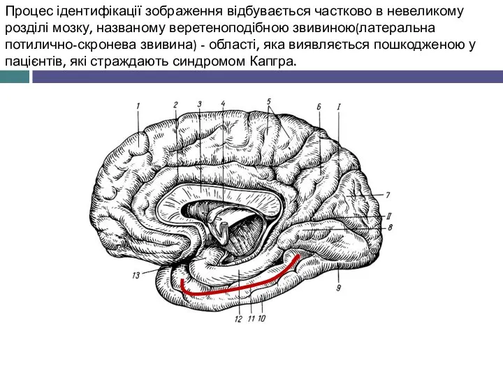 Процес ідентифікації зображення відбувається частково в невеликому розділі мозку, названому веретеноподібною