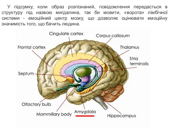 У підсумку, коли образ розпізнаний, повідомлення передасться в структуру під назвою