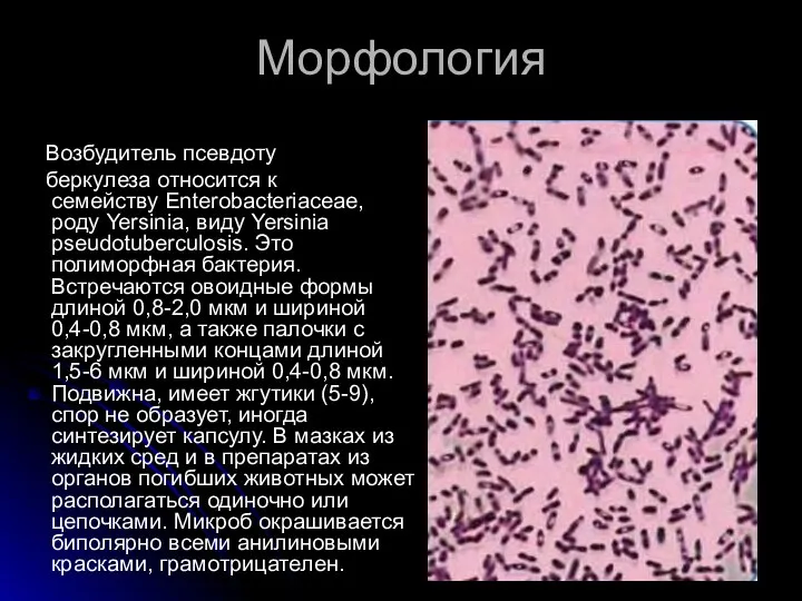 Морфология Возбудитель псевдоту беркулеза относится к семейству Enterobacteriaceae, роду Yersinia, виду