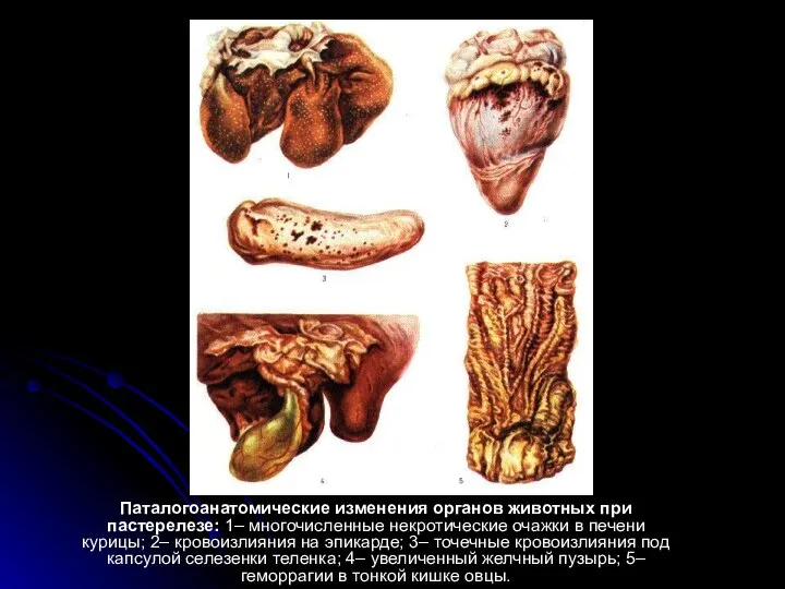 Паталогоанатомические изменения органов животных при пастерелезе: 1– многочисленные некротические очажки в
