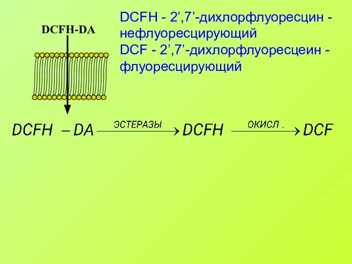 DCFH - 2’,7’-дихлорфлуоресцин - нефлуоресцирующий DCF - 2’,7’-дихлорфлуоресцеин - флуоресцирующий